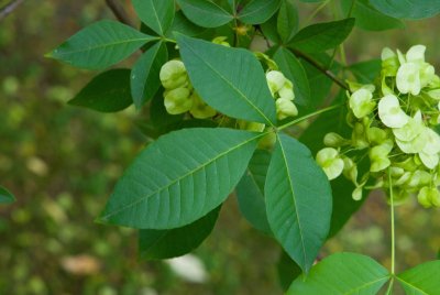 Ptelea trifoiata 'Aurea' - křídlatec trojlistý - list